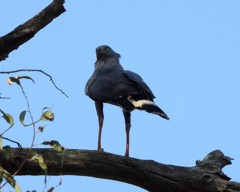 cranehawk1.jpg