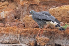cranehawk7.jpg